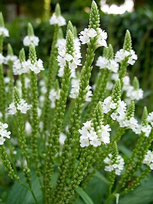 ijzerhard, verbena hastata alba, Tuin en Terras, Planten | Tuinplanten, Overige soorten, Volle zon, Zomer, Ophalen