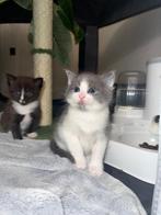 Maine coon kittens, Dieren en Toebehoren, Poes, Langharig, 0 tot 2 jaar