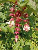 Grootmoeders oorbellen, Leycesteria Formosa, Tuin en Terras, Planten | Tuinplanten, Ophalen, Zomer, Eenjarig, Volle zon
