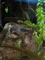 Groepje corydoras aeneus (bronze corydoras) beschikbaar, Dieren en Toebehoren, Vissen | Aquariumvissen, Vis, Zoetwatervis, Schoolvis