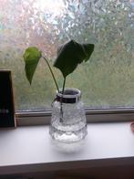 Monstera Deliciosa stekje met wortels (zonder vaas), Ophalen, Vaste plant, Bloeit niet, Halfschaduw