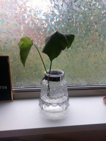 Monstera Deliciosa stekje met wortels (zonder vaas) beschikbaar voor biedingen