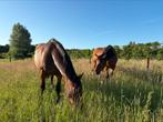 Vriendelijke volwassen (21+) en gevorderde bijrijder gezocht, Dieren en Toebehoren