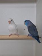 Forpussen, Dieren en Toebehoren, Vogels | Parkieten en Papegaaien, Meerdere dieren, Parkiet, Geringd