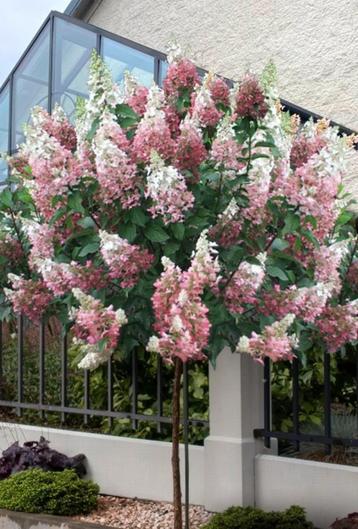 Pinky Winky hortensia - op stam beschikbaar voor biedingen