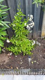 Jasmonoide klimplant met witte bloemen, Vaste plant, Ophalen of Verzenden, Halfschaduw, Klimplanten