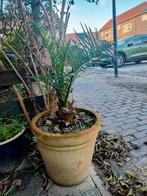 Grote terracotta bloempot met dadelpalm, Tuin en Terras, Ophalen, Kunststof, Gebruikt, Minder dan 60 cm
