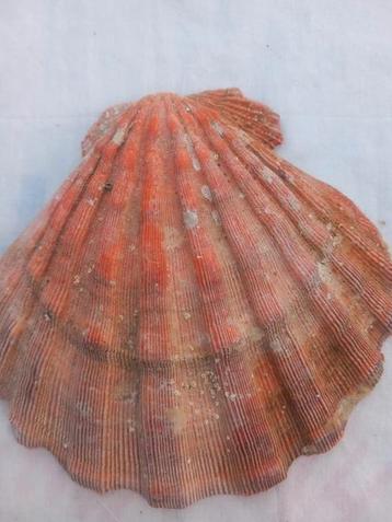 Amuse schelpen of gewoon zeepbakje diverse doeleinden  beschikbaar voor biedingen