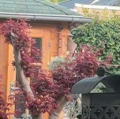 Japanse rode Esdoorn , zelf uitdoen, Tuin en Terras, Planten | Bomen, Overige soorten, 100 tot 250 cm, Ophalen