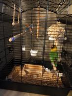 Agapornis leuke vrolijke vogel. 1 jaar., Ophalen, Zo goed als nieuw, Metaal, Vogelkooi