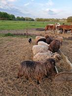 Te koop mini schaapjes, Dieren en Toebehoren, Meerdere dieren, Schaap