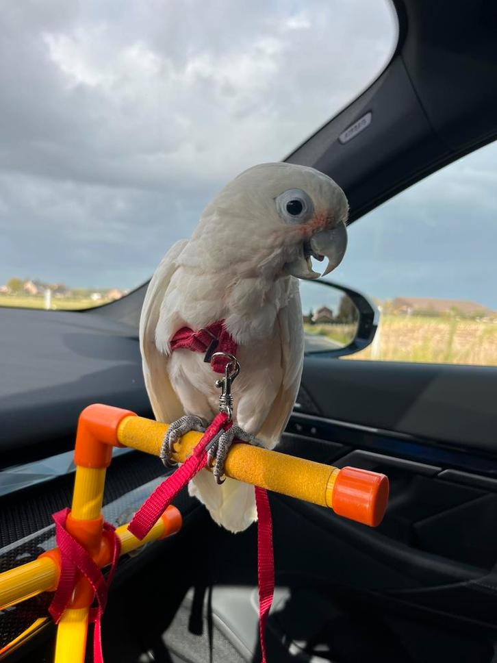 Prachtige tamme Goffini kaketoe, Dieren en Toebehoren, Vogels | Parkieten en Papegaaien, Papegaai, Mannelijk, Geringd