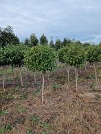 Viburnum Lucidum Bolboom Groenblijvend, Ophalen of Verzenden, Halfschaduw, Overige soorten