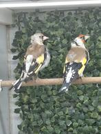 1 Onverwant koppel majoor putters 2025 +losse pop, Dieren en Toebehoren, Vogels | Overige Vogels, Meerdere dieren, Wildzangvogel