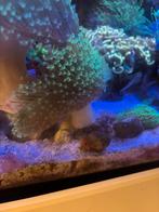Zeeaquarium koraal, Dieren en Toebehoren, Vissen | Aquariumvissen, Overige typen
