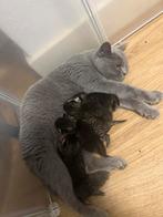 Britse korthaar volledig kittens, Dieren en Toebehoren, Meerdere dieren, Ontwormd