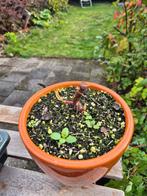 Philodendron Pink Princess, Huis en Inrichting, Kamerplanten, Ophalen, Overige soorten, Halfschaduw, In pot