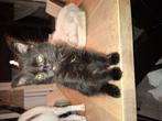 3 lieve en leuke kittens. 8 weken oud. NOG 1 KITTEN OVER, Dieren en Toebehoren, Katten en Kittens | Overige Katten, Meerdere dieren