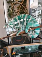 Kameleon furcifer pardalis nosy faly,s, Dieren en Toebehoren, Hagedis