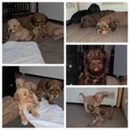 Labradoodle pups, Dieren en Toebehoren, Overige rassen, 8 tot 15 weken, Meerdere, Meerdere dieren