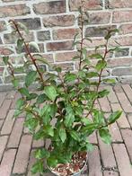 Langstelige olijfwilg, Volle zon, Vaste plant, Zomer, Ophalen