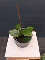 Hoya Carnosa 'Krimson Queen' in pot, Huis en Inrichting, Kamerplanten, Ophalen, Overige soorten, Halfschaduw, In pot