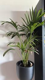 Plant palm, Huis en Inrichting, Kamerplanten, Ophalen, 100 tot 150 cm, Palm, Halfschaduw