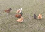 Broedeiren tekoop, Dieren en Toebehoren, Pluimvee, Meerdere dieren, Kip