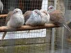 Bonte diamant duifjes, Dieren en Toebehoren, Vogels | Overige Vogels, Meerdere dieren