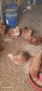 Oudere kippen ., Dieren en Toebehoren, Pluimvee, Vrouwelijk, Kip