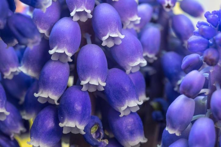 Bio zaden Blauwe druifjes - Muscari botryoides, Tuin en Terras, Bloembollen en Zaden, Zaad, Voorjaar, Halfschaduw, Verzenden