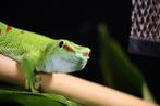 Madagaskar reuzendaggekko (Phelsuma Grandis)