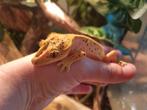 Wimpergekko
Correlophus ciliatus
Nk24 dalmatiom vrouw, Hagedis