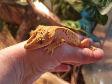 Wimpergekko
Correlophus ciliatus
Nk24 dalmatiom vrouw beschikbaar voor biedingen
