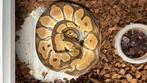 0.1 Orange dream clown ball python, Slang, 3 tot 6 jaar
