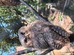 4 Otus Choliba kuikens
Geboren 19-05-2025, Dieren en Toebehoren, Meerdere dieren, Tropenvogel