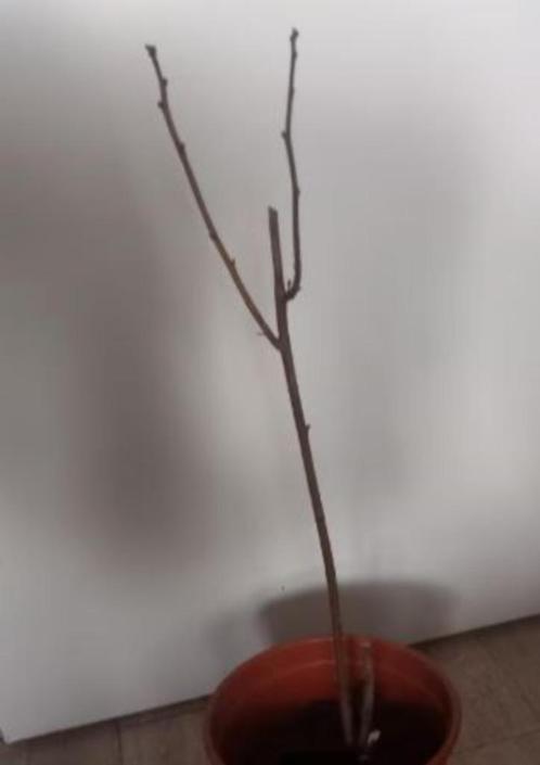 rode framboos winterhard en makkelijk in onderhoud, Tuin en Terras, Planten | Tuinplanten, Vaste plant, Fruitplanten, Volle zon