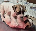 Boerboel pups Sam Powerd bij Ysterberg mastiff, Parvo, Overige rassen, 8 tot 15 weken, Meerdere