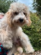 Laatste kleine Doodle puber pups ! Geschikt bij allergie, Dieren en Toebehoren, Honden | Chihuahua's en Gezelschapshonden, Poedel