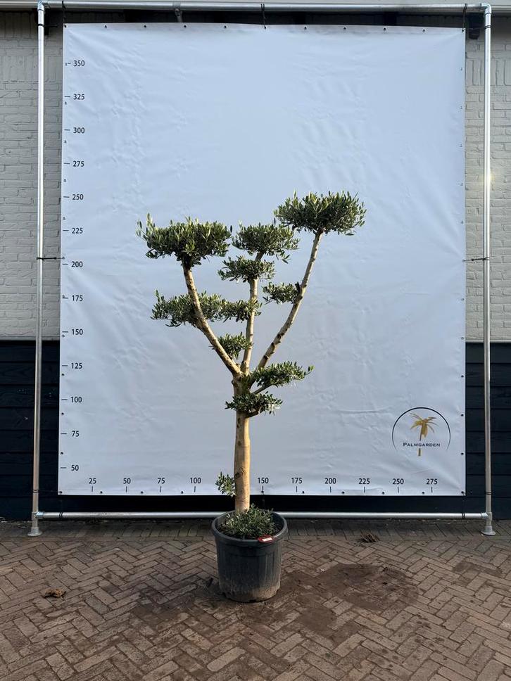 Olijfboom Pon Pon / Plateau, Tuin en Terras, Planten | Bomen, Olijfboom, 100 tot 250 cm, Volle zon, Lente, In pot, Ophalen