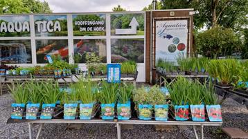 Zuurstofplanten/vijverplanten/waterlelies ! Specialist beschikbaar voor biedingen