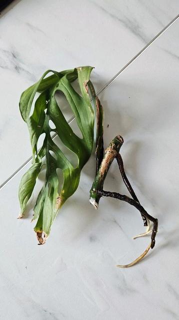 Monstera Esqueleto stekken te koop beschikbaar voor biedingen