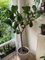 Ficus Lyrata in keramiek pot Vioolplant, Huis en Inrichting, Kamerplanten, Ficus, 150 tot 200 cm, Halfschaduw, Ophalen