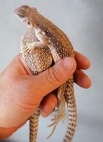 Dipsosaurus Dorsalis adult pair, Dieren en Toebehoren, Reptielen en Amfibieën, Hagedis, 0 tot 2 jaar