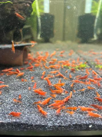 Hoge kwaliteit vuurgarnalen / aquariumvissen beschikbaar voor biedingen