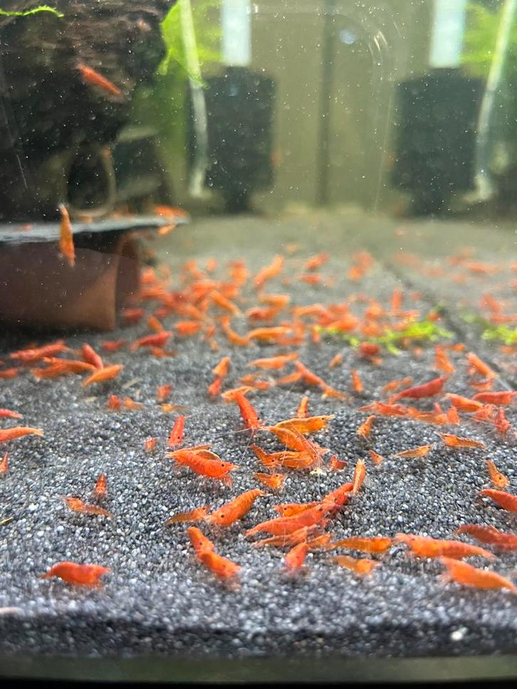 Hoge kwaliteit vuurgarnalen / aquariumvissen, Dieren en Toebehoren, Vissen | Aquariumvissen, Zoetwatervis, Kreeft, Krab of Garnaal