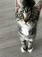 Kat, Dieren en Toebehoren, Katten en Kittens | Overige Katten, Kater, Kortharig, 0 tot 2 jaar