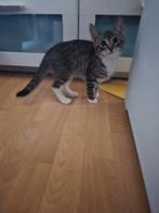 2 lieve kittens, Kater, Kortharig, 0 tot 2 jaar