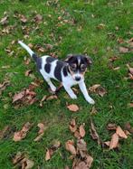 Mooie driekleurige boerenfox pup, Dieren en Toebehoren, 8 tot 15 weken, CDV (hondenziekte), Meerdere, Nederland