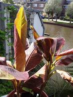 Rode banaan, Tuin en Terras, Planten | Tuinplanten, Ophalen, Zomer, Overige soorten, Volle zon